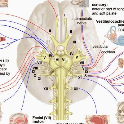 Sistem perkemihan atau sistem urinaria, adalah suatu sistem dimanaterjadinya proses penyaringan darah sehingga darah. Jurnal Sistem Urinaria : Gambar 8 6 Vesika Urinaria Evelyn ...