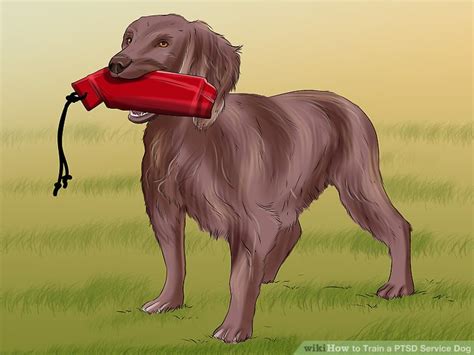 If you want to train a ptsd service dog, you'll first need to teach it good manners. How to Train a PTSD Service Dog: 13 Steps (with Pictures)