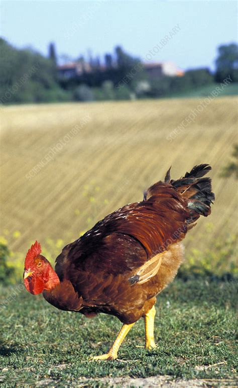 Ontdek de perfecte stockfoto's over bare neck en redactionele nieuwsbeelden van getty images kies uit premium bare neck van de hoogste kwaliteit. Naked neck chicken - Stock Image - E764/0580 - Science ...