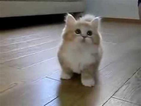Pressreader koleksiviral channel gambar kucing comel dan manja. Gebu Anak Kucing Comel - 81021+ Nama Untuk Kucing Comel ...