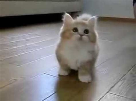 Anak kucing yang sangat comel youtube. Gebu Anak Kucing Comel - 81021+ Nama Untuk Kucing Comel ...