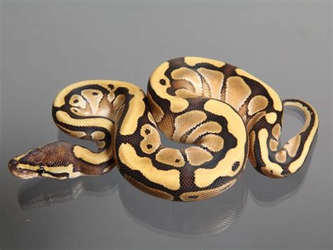 How do ball python snake genetics work? Lesser Genetic Tiger - M&S Line - Morph List - World of ...