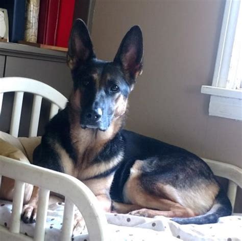 Nor will they say oh i can't let you visit with the sire or the dam, you otherwise you may end up with a puppy who has severe social aggression issues. LUNA German Shepherd Dog Adult - Adoption, Rescue | German ...