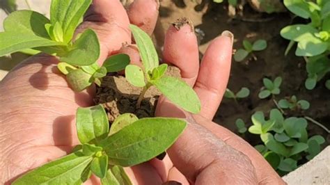 It is not advised to add a layer of 'crocks' for drainage when growing clivias in pots. Best potting mix for zinnia plants//summer flower plants ...