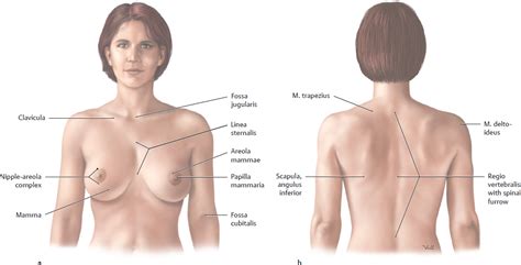 Bålens ytanatomy (superficial anatomy of the trunk). Topographical Anatomy | Basicmedical Key