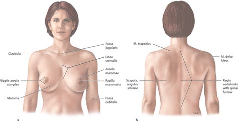 Finally, the pelvic region houses both the male and female reproductive organs. Topographical Anatomy | Basicmedical Key