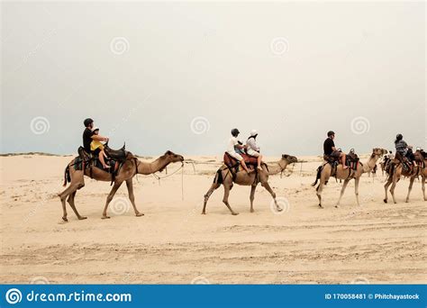 The spring has been providing water. Tourist Caravan On A Camel Were Going Through Sand Dunes ...