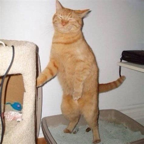 What if frosted flakes really aren't that great? 13) relatable animal memes. 17 Funny Animals Acting Like Humans - Grappig