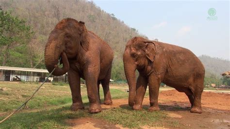 How to draw a baby elephant. Sometimes an elephant does not need their trunk to draw ...