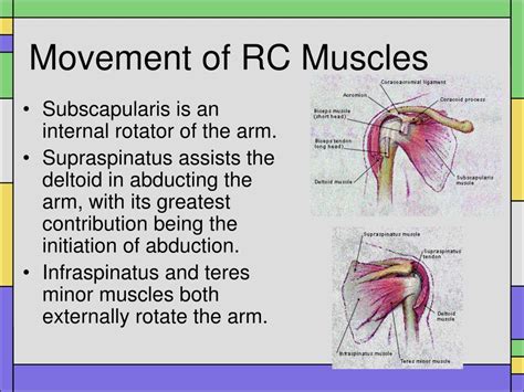 Barely a muscle on their slim bodies (except for their bosoms), but they can beat down mooks fifty times their size!), the characters known for being physically strong are usually huge. PPT - A Review of the Shoulder Muscles and Their Actions ...