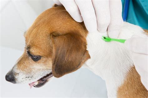 The problem occurs when dogs' immune system becomes endangered. How Do I Know if My Dog has Mites? - Pet Life Today