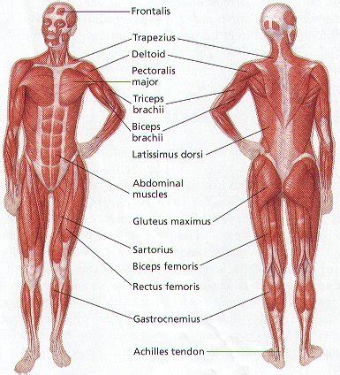 The teacher should show the students the muscle cards and explain. Ava's Blog: What Ava Marsh Knows About The Human Body