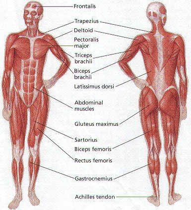 Now complete the properties of muscles section in your now label the diagram in your workbook! Ava's Blog: What Ava Marsh Knows About The Human Body