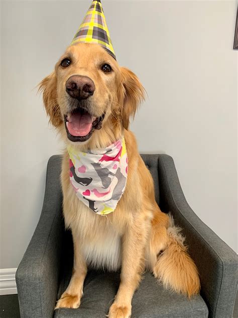 Our talented groom staff will help you take pet pampering and grooming to the next level. Tyrion | Wagging Tails Pet Resort