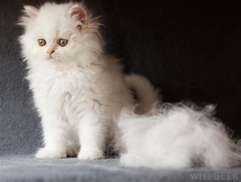 Daily grooming to free the coat of mats is necessary. What is a Lint Roller? (with pictures)