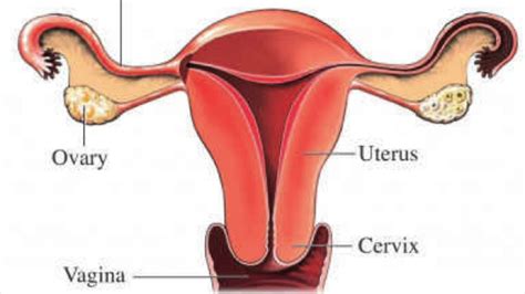 The diagram is as follows: Female Body Parts Labeled / Did you know there's a part of ...