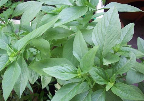 Industri perubatan herba tradisional di malaysia diyakini mampu meningkatkan sumber ekonomi negara. SELAMAT DATANG KE BLOG CIKGUIBU: ULAM-ULAMAN YANG TERDAPAT ...