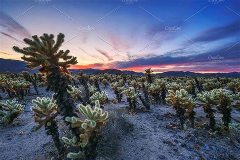 Välj bland ett stort urval liknande scener. Cholla Cactus Garden in Joshua Tree by Nick Fox on ...