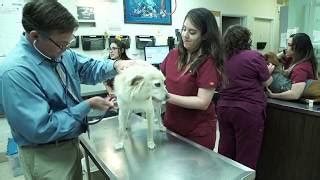 Our pets can get sick or hurt to the point that our regular veterinarian cannot care for them. 3 Best Veterinary Clinics in Chula Vista, CA - Expert ...