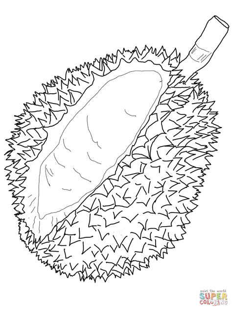 Check out some of our favorite jackfruit coloring pages. Durian coloring page | Free Printable Coloring Pages