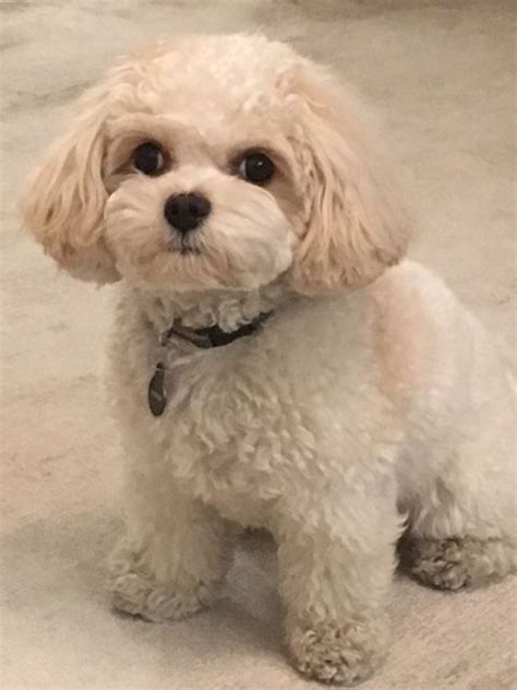 Cavachons love playing in water. View our current litter of Cavachon and Cavapoo puppies ...