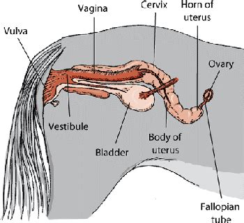 Female Private Part Diagram / Learn about the female ...