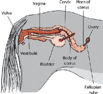 Start studying female private parts anatomy. Female Private Part Diagram / Learn about the female reproductive system's anatomy through ...