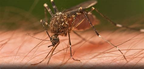 Mosquito belongs to a flies family, called diptera. Pest advice for controlling Mosquitoes