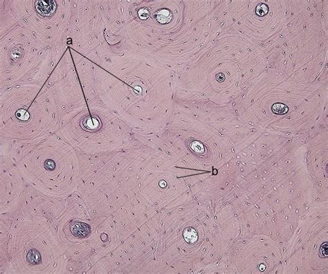 Start studying cross section of bone. Tkanka łączna