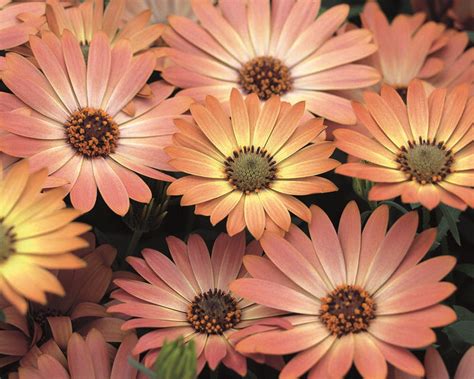 Ein vertreter der familie der asteraceae ist sie, die bornholmer margerite. Bornholm Margerite Pflege