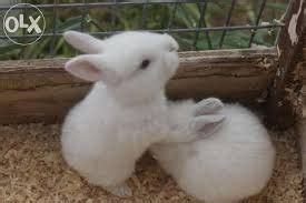 Ferma vs rabitts;va propune spre vinzare: Imagini pentru iepuri | Rabbit, Cute animals, Baby bunnies