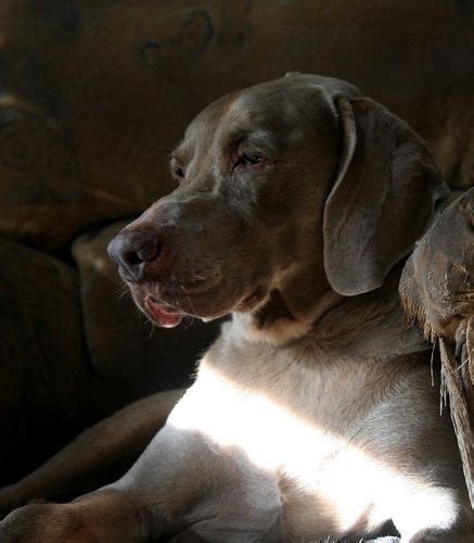 Parents and pups are akc registered and live and raised in my home. watching | Weimaraner, Great dane, Dogs