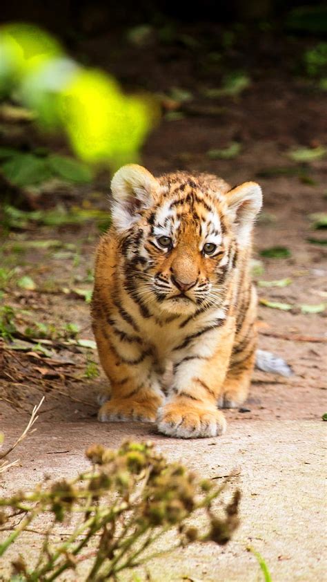 Apakah anda tahu bahwa 29 juli adalah hari harimau internasional? Foto Anak Harimau Lucu - Gambar Ngetrend dan VIRAL