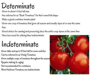 Determinate tomatoes or bushy tomatoes are the small types of tomatoes which grow to a compact height. Determinate vs Indeterminate - Wenke Greenhouses