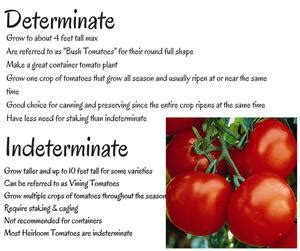 Among the largest fruits, beefsteaks have a juicy, meaty texture and classic flavor. Determinate vs Indeterminate - Wenke Greenhouses