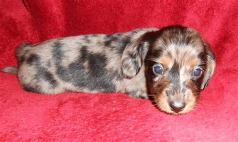 If the base color is light to breed a puppy one of the parents must show the pattern. Adorable mini DAPPLE dachshund puppies from BFFDACHSHUNDS ...