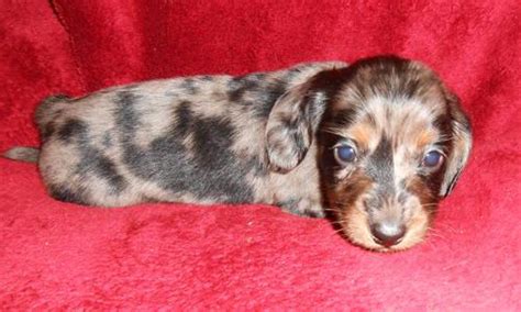 In addition, their dachshund puppies in texas come with a health guarantee, are dewormed, and have their first round of shots. Adorable mini DAPPLE dachshund puppies from BFFDACHSHUNDS ...