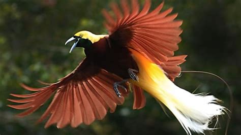 Burung golden pheasant sering dipanggil burung tercantik di dunia karena memiliki bulu yang sangat indah. Cendrawasih, Burung Tercantik di Dunia dari Papua ...