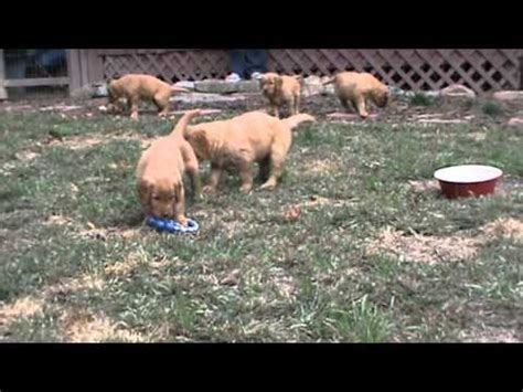 Interestingly the cross is quite similar to early golden retrievers as seen in this 1930 painting. American Red Golden Retriever Puppies - YouTube