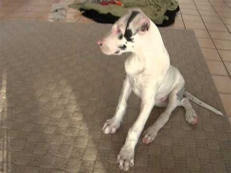 This great dane puppy was born.green! Rescue Deaf Great Dane puppy , with broken leg.** ADOPTED ...