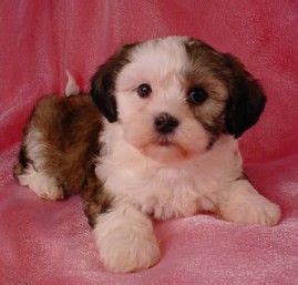 39 best images about Shih Tzu on Pinterest