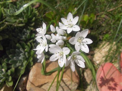 Fiori bianchi, divengano una pura è candida veste che tinge del colore della serenità i dolci momenti. Enjoy Life: E' Primavera ... fiori e curiosità.