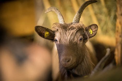 Ci sono anche appartamenti con 2 e 4 stelle o soli. Reidenhof a Sesto: Appartamenti vacanze in Val Pusteria