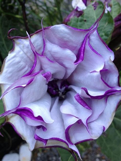 Do you work in an industry that requires you to communicate with english speakers about plants and flowers? 25+ Most Beautiful Purple Flowers with Pictures (With ...