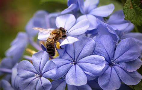 Connus comme les meilleurs des cicatrisants, les trésors des abeilles subliment aujourd'hui la peau des femmes. Abeille Fond d'écran HD | Arrière-Plan | 2039x1297 | ID ...