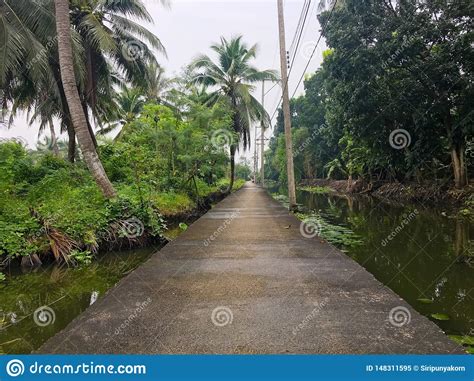 The map created by people like you! Canal Path In The Coconut Plantation Stock Image - Image ...