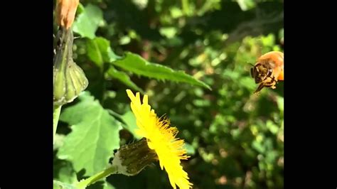 Honey bee flower mix is a blend of 50% annual and 50% perennial flowers that provide nectar and pollen to honey bees. Honey Bee Hovering Near A Flower - YouTube