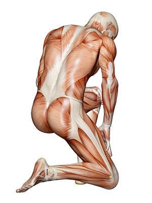 How many muscles are therein the human body how does number compare with e number of bones and joints of the body? The Body's Bones and Muscles - Healthy Living Center - Everyday Health