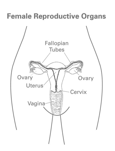 Isolated vector clip art illustration. Women's Health