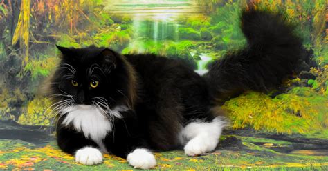 Although, the following diseases have been seen in the breed. Norwegian Forest Breeders Australia | Norwegian Forest ...